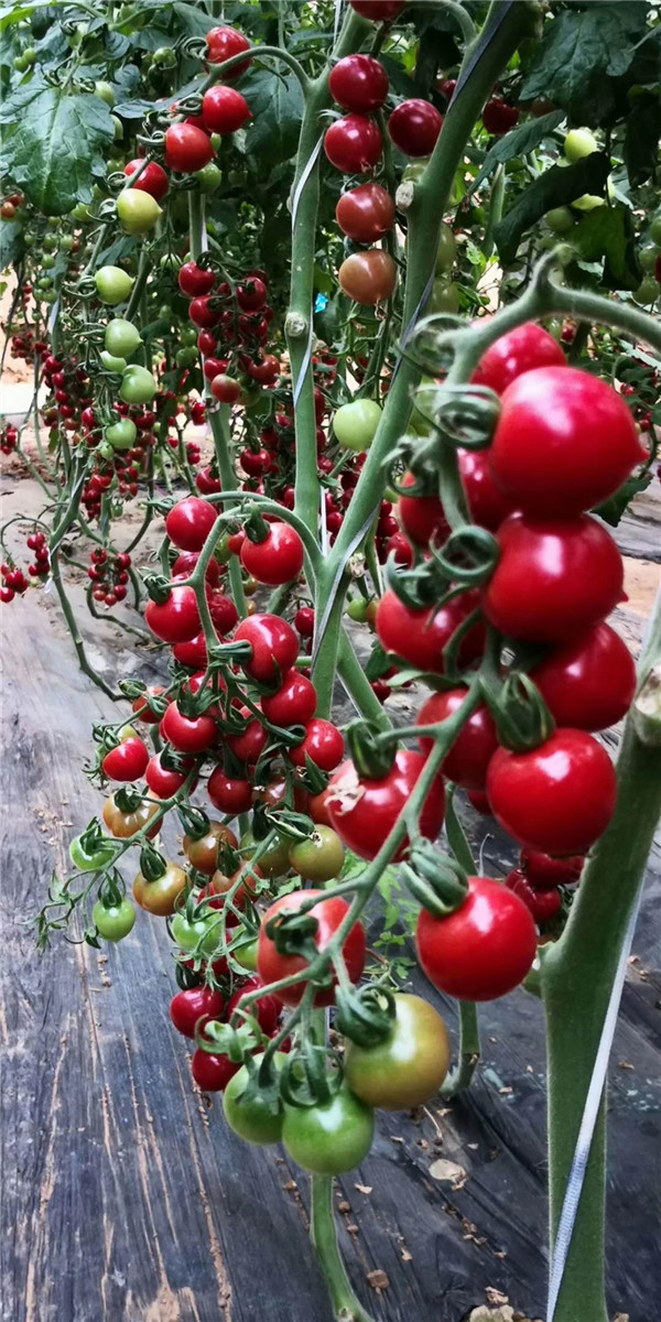 悅蔬粉妹子小番茄